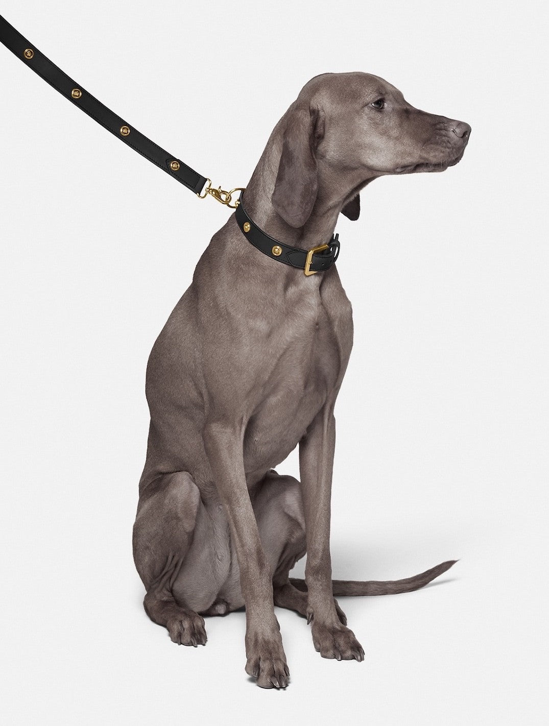 Versace Icon Large Pet Leash for Dog Gold Medusa Black Leather 47 Inches